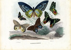 Mariposas, 1863-79